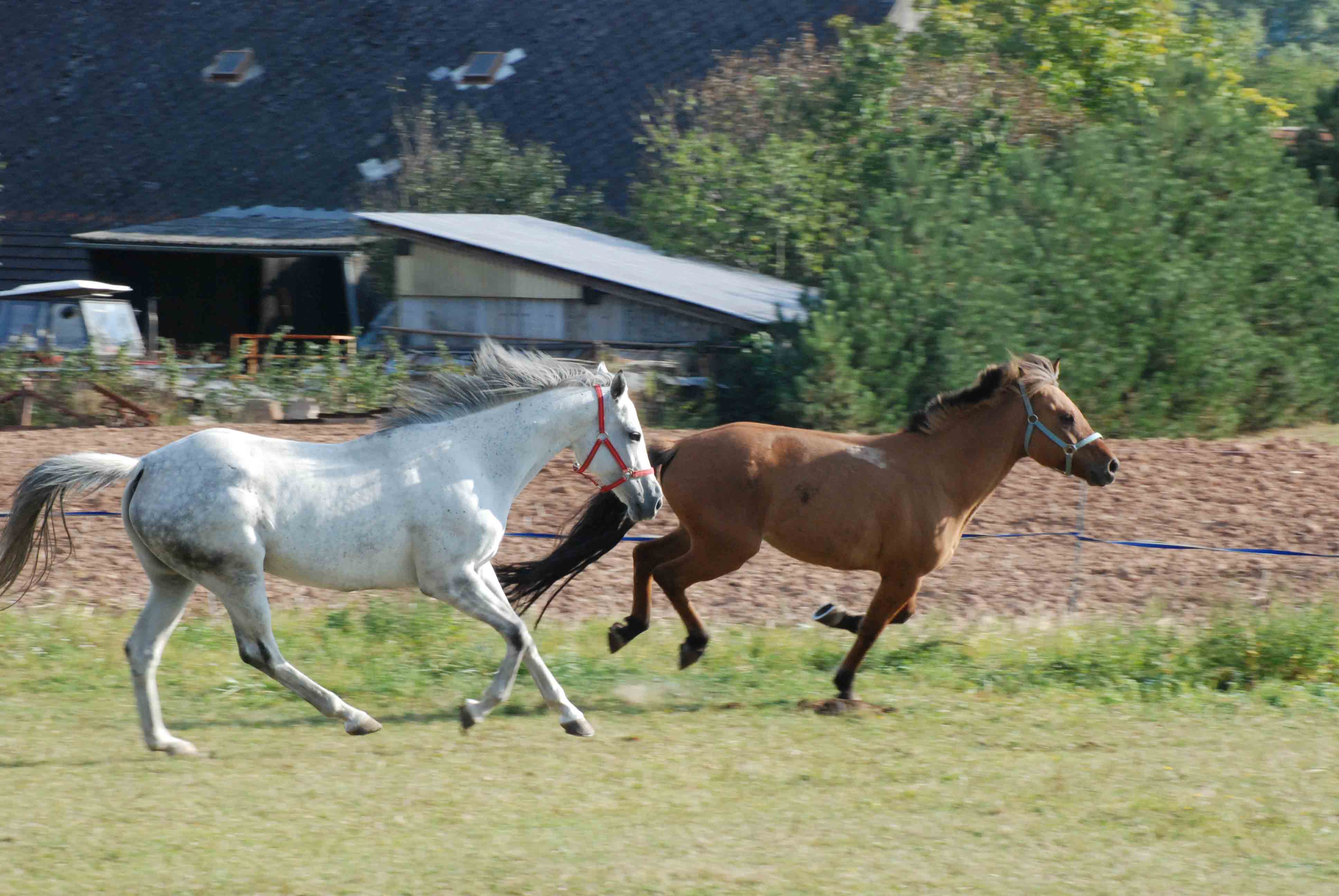 DSC_0068.jpg