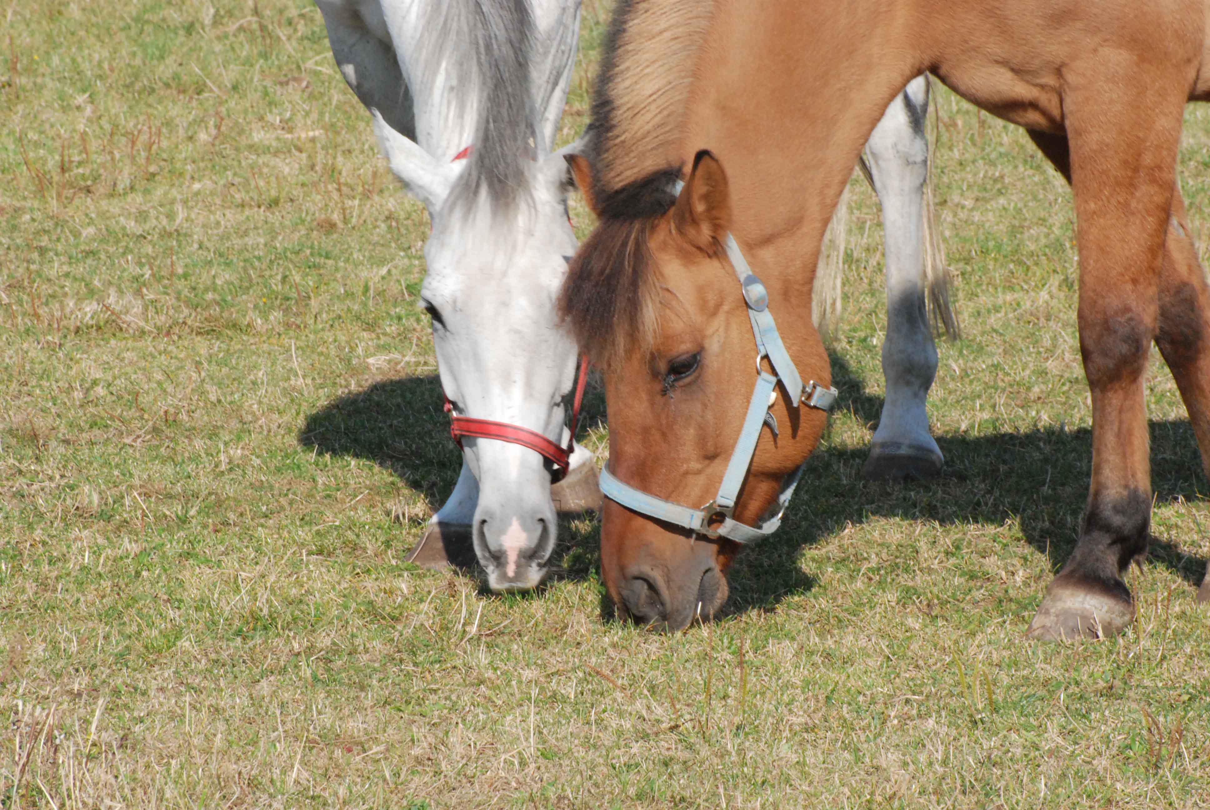 DSC_0044.jpg
